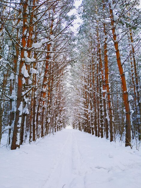 Śnieżne drzewa w lesie