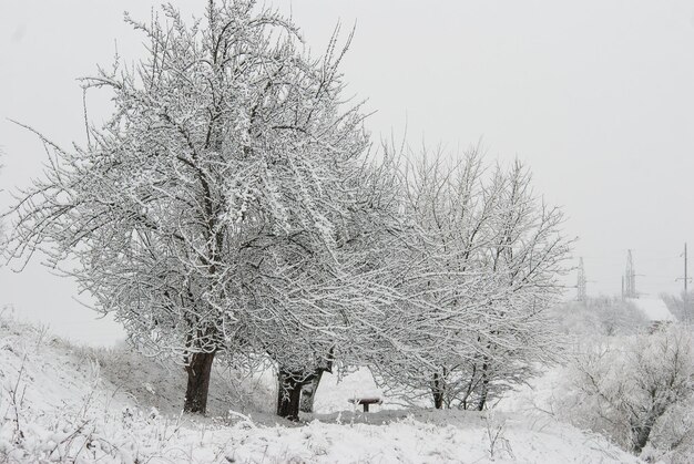 Śnieżne drzewo na zimowym jeziorze Mroźny dzień