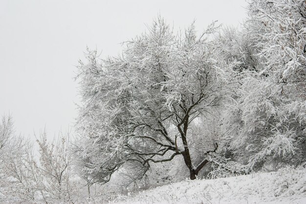 Śnieżne drzewo na zimowym jeziorze Mroźny dzień
