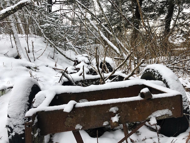 Zdjęcie Śnieżne, nagie drzewa na polu w zimie