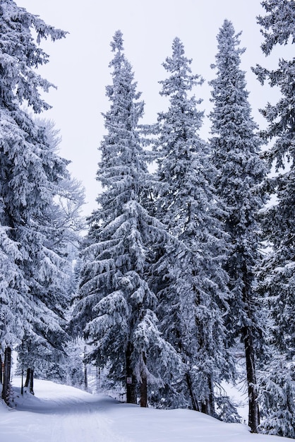 Zdjęcie Śnieżne sosny w lesie