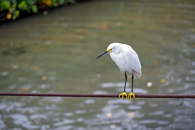 Śnieżny egret w stalowym kablu nad rzeką