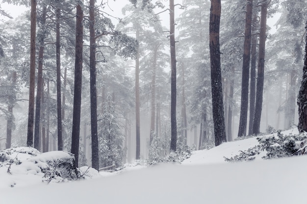 Śnieżny Krajobraz Sierra De Guadarrama