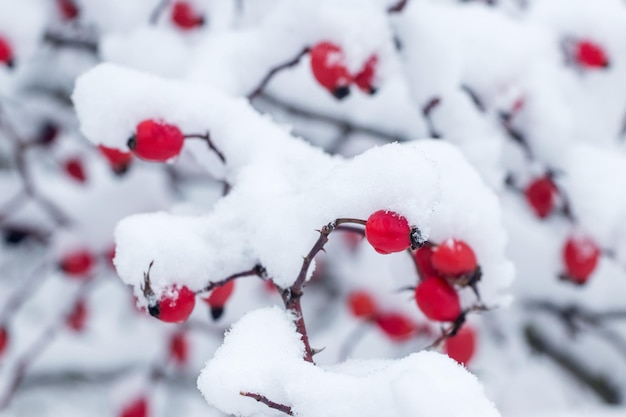 Śnieżny krzew róży z czerwonymi jagodami po obfitych opadach śniegu