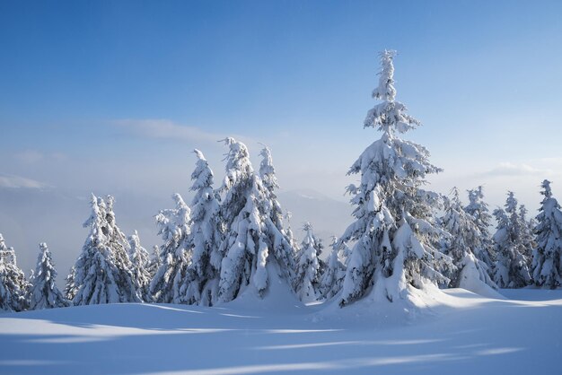 Śnieżny las jodłowy w górach Zimowy krajobraz z zaspami Słoneczna pogoda z zamgleniem