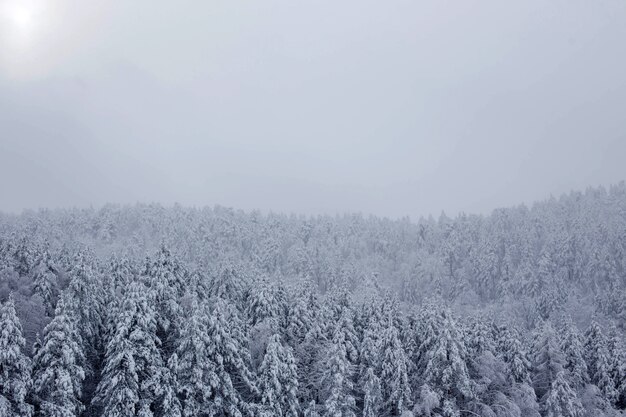 Śnieżny las krajobraz