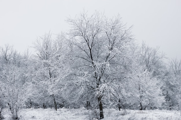 Śnieżny las. Ośnieżone drzewa. Gęsty las pod śniegiem.