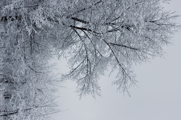 Śnieżny las. Ośnieżone drzewa. Gęsty las pod śniegiem.