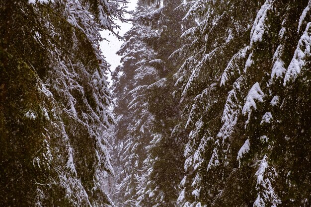 Śnieżny las sosnowy w zimowym śniegu