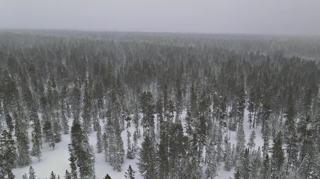 Śnieżny las w ciężkich opadach śniegu z lotu ptaka z zimowym panoramicznym krajobrazem surowa zimowa pogoda