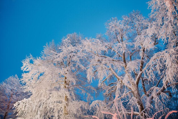 Śnieżny las wieczorem