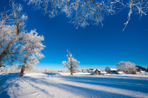 Śnieżny las z różnymi drzewami na tle nieba