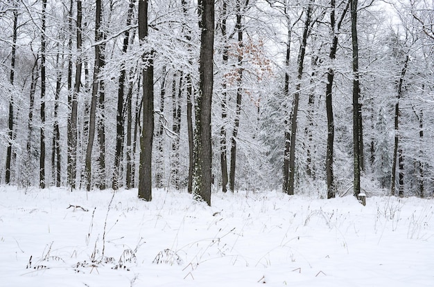 Śnieżny las Zimowy piękny krajobraz