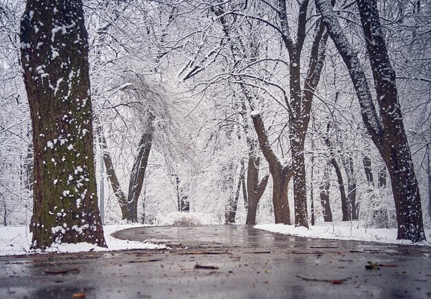 Śnieżny park zimowy z błotem pośniegowym na ścieżce