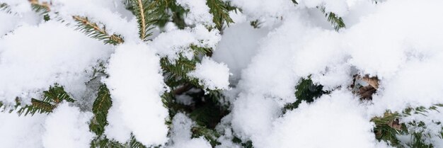 Śnieżny sezon zimowy w przyrodzie świeży lodowaty mrożony śnieg i płatki śniegu pokryte gałęziami świerków lub jodły lub sosny na mroźny zimowy dzień w lesie lub ogrodzie zimna pogoda transparent bożego narodzenia