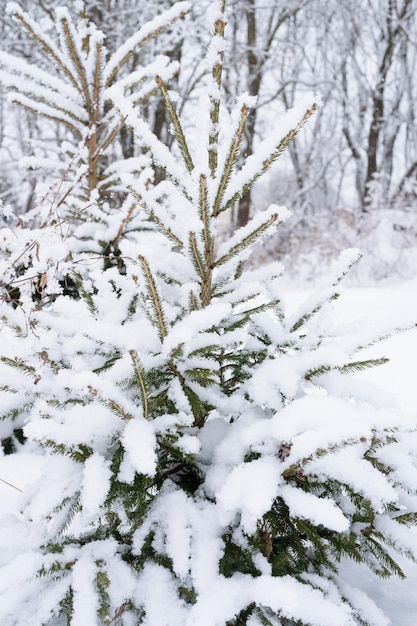 Śnieżny sezon zimowy w przyrodzie świeży lodowaty mrożony śnieg i płatki śniegu pokryte gałęziami świerków lub jodły lub sosny w mroźny zimowy dzień w lesie lub ogrodzie zimno czas świąt Bożego Narodzenia