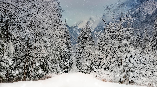 Śnieżny zimowy krajobraz zakopane tatry