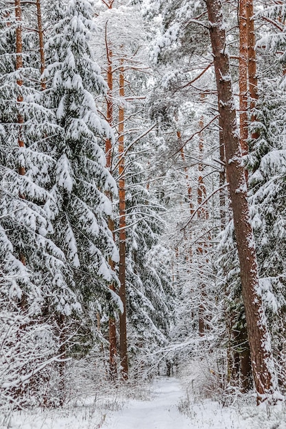 Śnieżny zimowy las Ośnieżone drzewa i krzewy Tor narciarski na śnieżnobiałej drodze