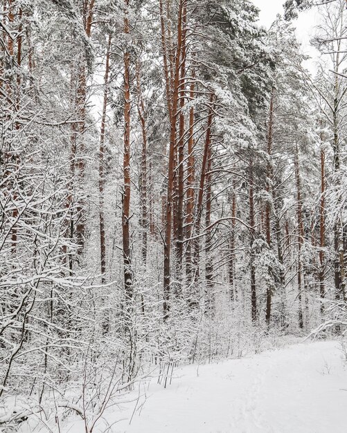 Śnieżny zimowy las. Pokryte śniegiem gałęzie drzew i krzewów