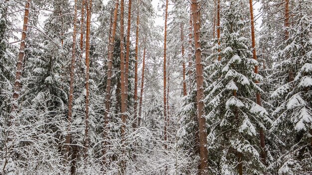 Śnieżny zimowy las pokryty śniegiem gałęzie drzew i krzewów