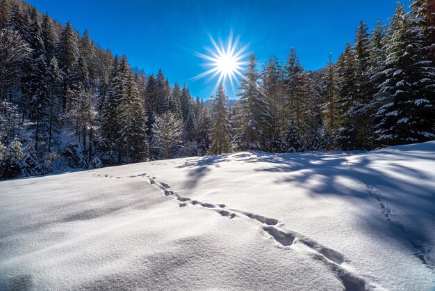 Śnieżny zimowy leśny kraj ze śladami stóp na śniegu