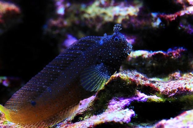 Śnieżynka blenny ryba w akwarium z rafą koralową