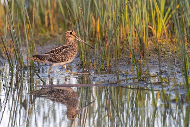 Snipe Gallinago gallinago Malaga Hiszpania