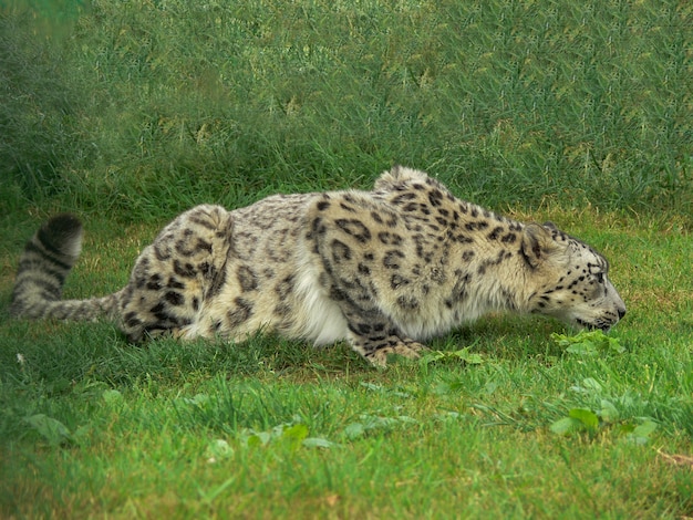 Snow Leopard W środowisku Zoo