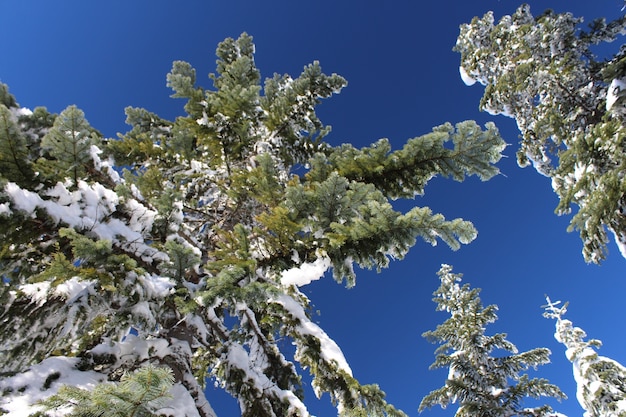 Zdjęcie snow trees