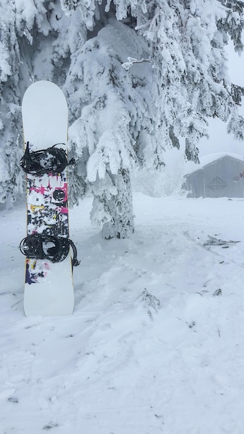 Snowboard w śnieżnych sosnach po śnieżnym dniu puchu