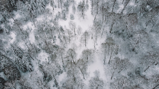 Snowed Forest widok z lotu ptaka, widok z drona na zaśnieżonych drzew