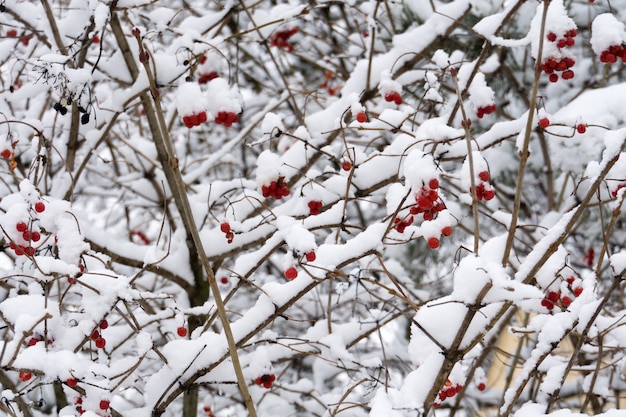 Snowy czerwone jagody