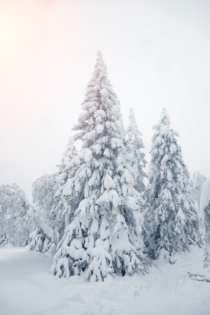 Snowy drzew w lesie, Boże Narodzenie śnieżny poranek w lesie