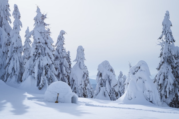 Snowy Eskimo igloo w zimowym lesie. Krajobraz ze schronieniem dla turystów. Malowniczy widok z zaspami śnieżnymi i drzewami na śniegu