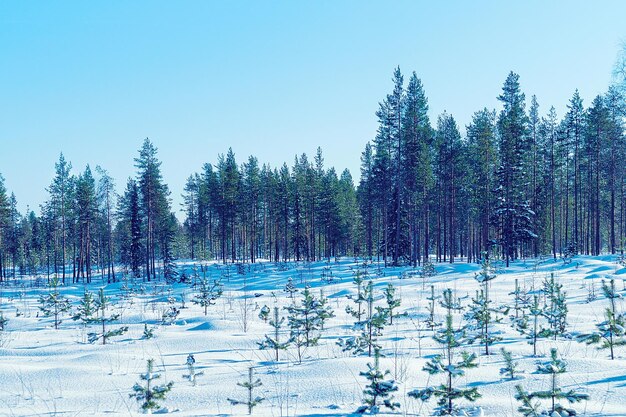 Snowy las na wsi zimą Rovaniemi, Laponia, Finlandia.