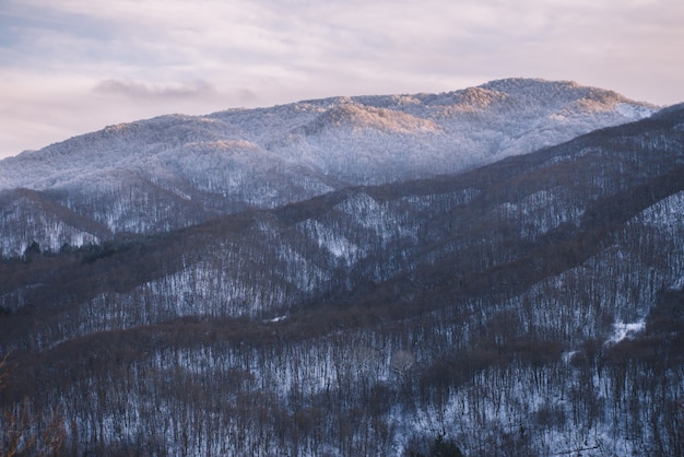 Snowy Mountain Forest