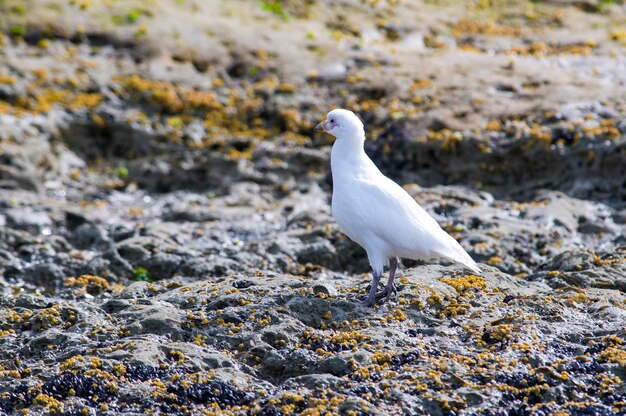 Snowy Sheathbill na półwyspie Valdes w prowincji Chubut Patagonia w Argentynie