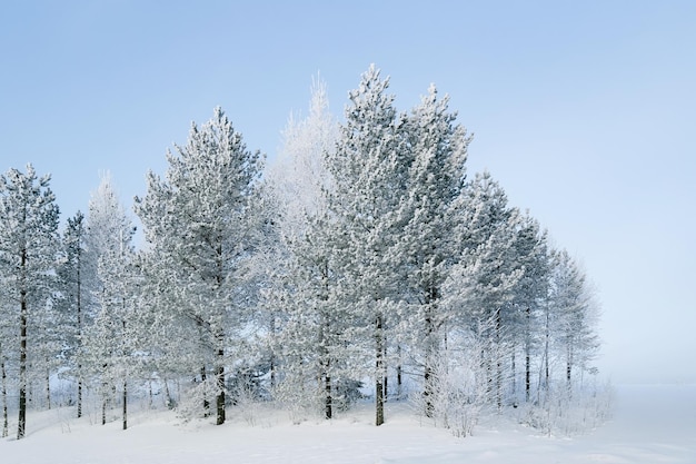 Snowy wsi i lasów w zimie Rovaniemi, Laponia, Finlandia.
