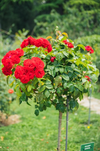Soczysta czerwona róża w ogrodzie Rodzaj róży w formie drzewa Miejski Ogród Botaniczny