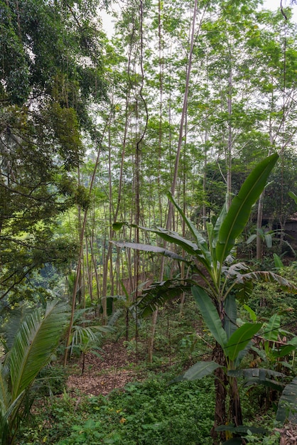 Soczysta dżungla na Bali z bliska