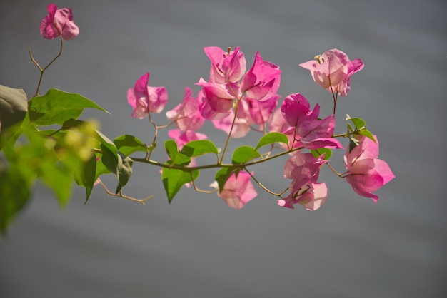 Soczysta różowa bugenwilla z rozmytym szarym tłem