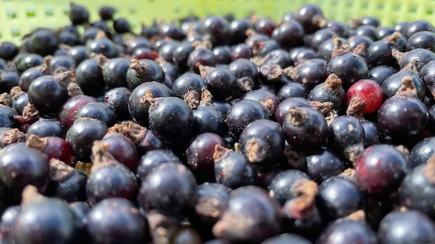 Soczyste jagody czarnej porzeczki w tle Lato
