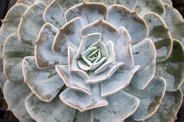Soczysty kwiat kaktusa Echeveria Pollux