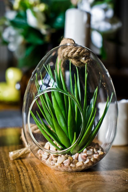 Soczysty w szklanym garnku, domowy kaktus roślinny. Design, wnętrze, minimalizm. Widok z boku