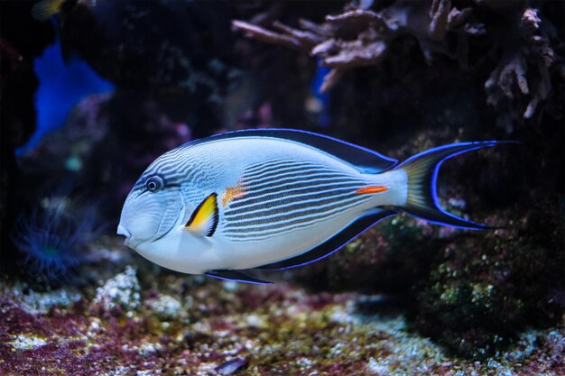 Sohal Surgeonfish pod wodą