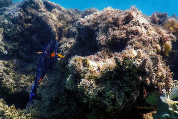 Sohal Surgeonfish sohal tang Acanthurus sohal Życie morskie