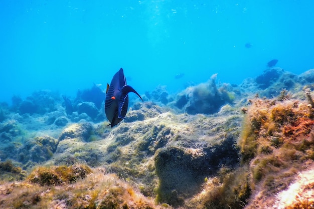 Sohal Surgeonfish sohal tang Acanthurus sohal Życie morskie