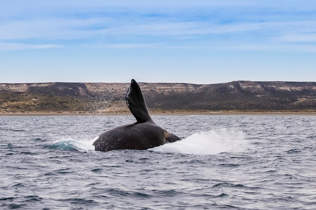 Sohutern biskajski skaczący zagrożony gatunek PatagoniaArgentyna