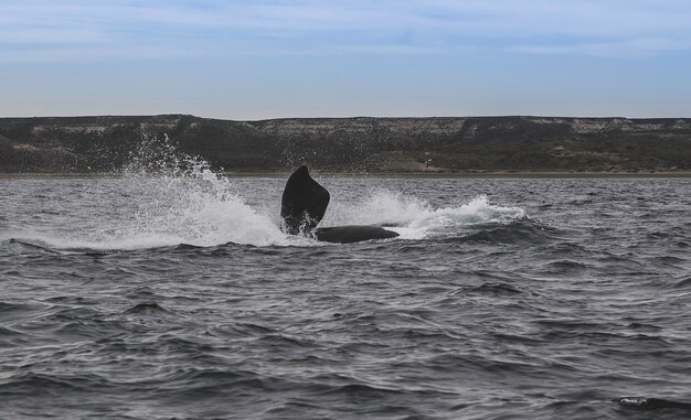 Sohutern biskajski skaczący zagrożony gatunek PatagoniaArgentyna