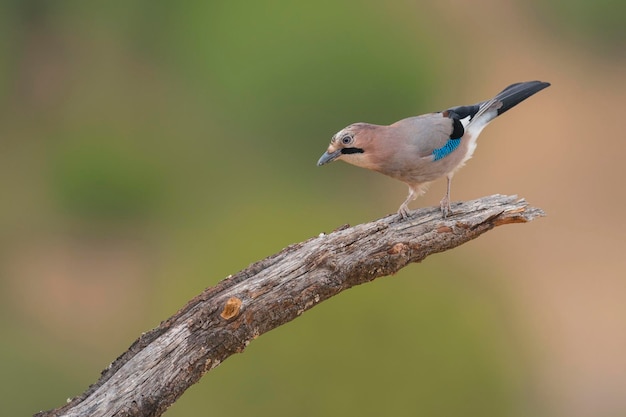 Sójka zwyczajna Garrulus glandarius Cordoba Hiszpania